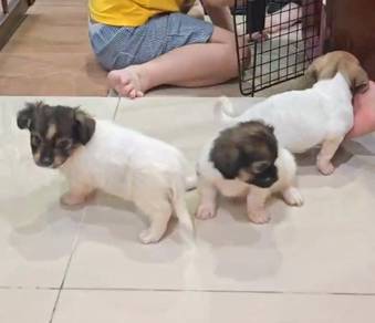 Jack Russell mix Chihuahua 杰克罗素梗混吉娃娃 有价领养