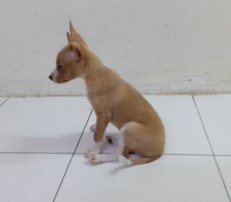 2 months old male miniature pinscher mix 