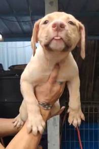 Pitbull XXL HIGH Quality Female pup