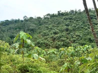 Agricultural Land in Kalumpang, SGR