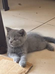 scottish straight blue male