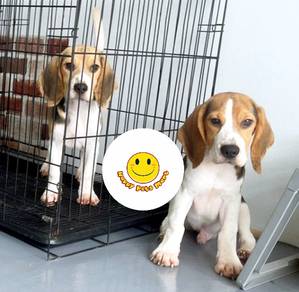 CC1000 Beagle puppies