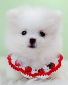 Pomeranian