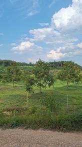 Agricultural Land in Temerloh, PHG