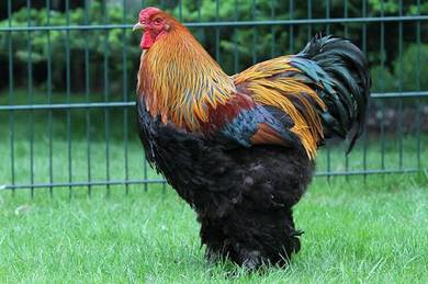 Anak ayam Brahma chick chicken bird 