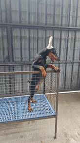 Pure! USA line Doberman puppy female 0407D