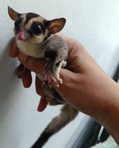 Sugar Glider  4months baby (Male) 