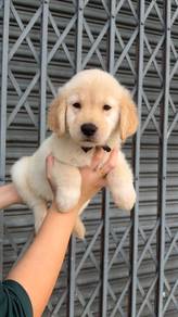golden retriever