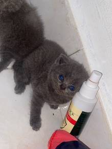 Baby bsh for sale
