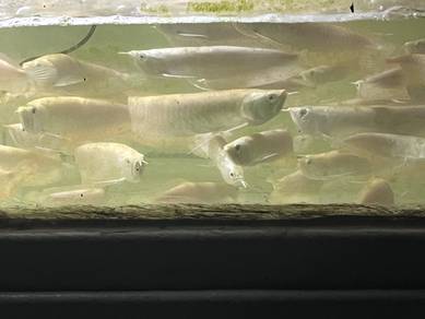 Abino seliver Arowana 12inch