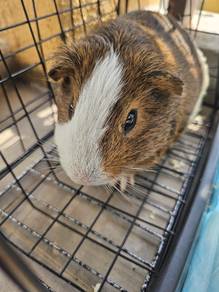 guinea pig