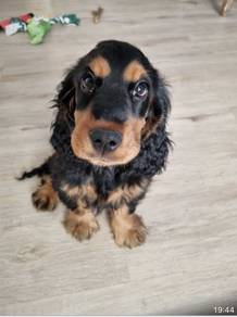 B6322 Velvety Cocker Spaniel Sweet Face Long Ear P