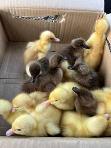 duck , anak itik , duckling 🦆