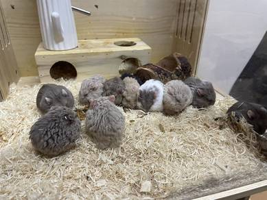 Rex Hamster Untuk Diletgo