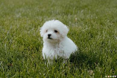 Maltipoo
