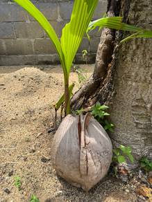 kelapa filipina buah super besar