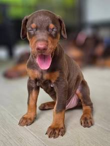 Doberman 