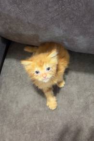 Parsi mix kitten