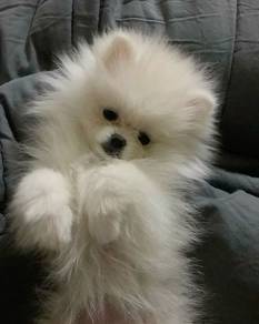 Sniffle-nose Pomeranan Cute Baby Face Puppy Puppy