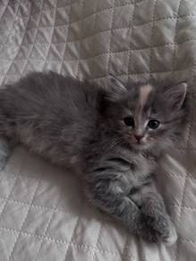 Gray Tortie Mix Mainecoon Kitten