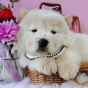 Chow Chow