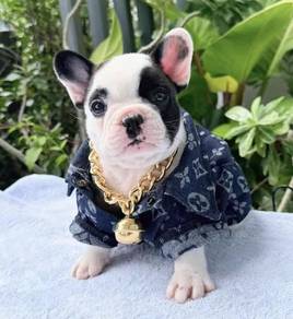 FRENCH BULLDOG PUPPIES 🌻VIP121 Panda Boy