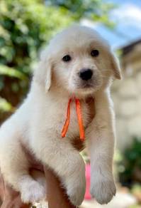 Golden Rettiver puppies 1