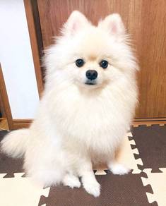 F2177 Pintsized Pomeranian fluff thick hair puppy