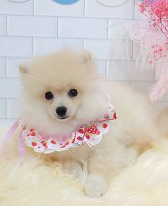 Pomeranian