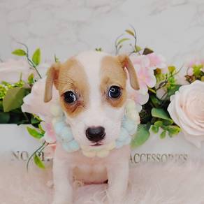 Jack Russell