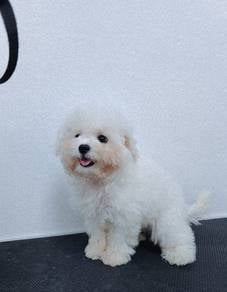Pure Bichon Girl with MKA Microchip
