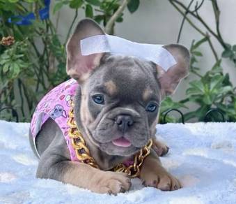 FRENCH BULLDOG PUPPIES🌻A210 Lilac Tan Male/Female