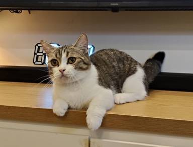 BSH Munchkin Female Bi Colour