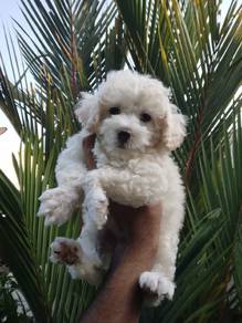 toy poodle 