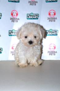 B42 Fluffy Maltipoo Dog