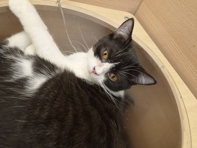 BSH black and white cat for sale