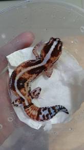 Fattail Gecko 