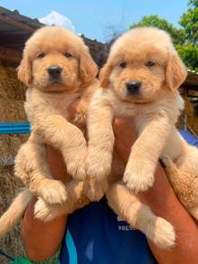 big bone golden retriever puppies 