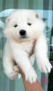 SAMOYED PUPPIES S35 🌻 薩摩耶 Snow Fluffy Boy~Girl