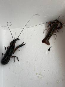 lobster crayfish