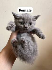 bsh kitten