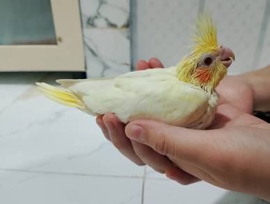burung cockatiel anak suap lutino