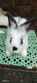 rabbit for sale