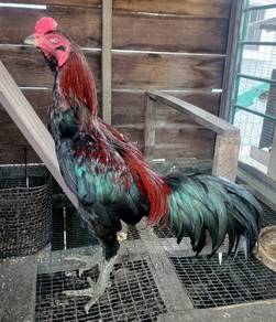 Sepasang Ayam Pama