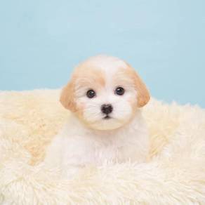 Maltipoo