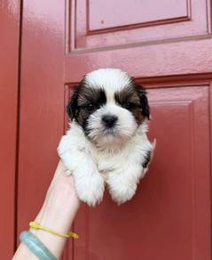 Shih Tzu Puppy