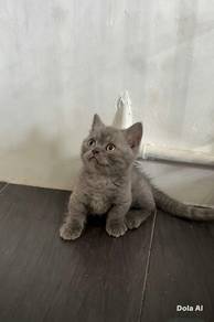 munchkin