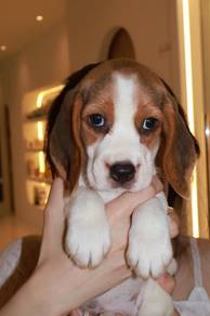 J0947 Beagle Beautiful Baby Puppy with Sweet