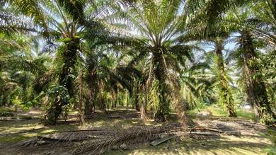Agricultural Land in Pontian, JHR