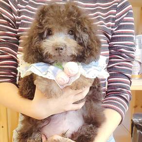Poodle